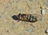 Scaeva selenitica